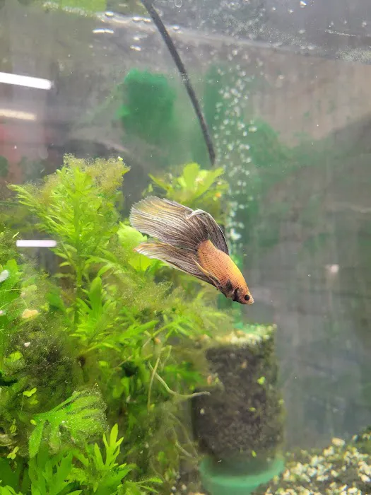 My Business-fish & plants Picture 1