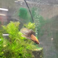 My Business-fish & plants ico