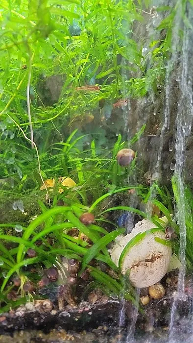 My Business-fish & plants Picture 2