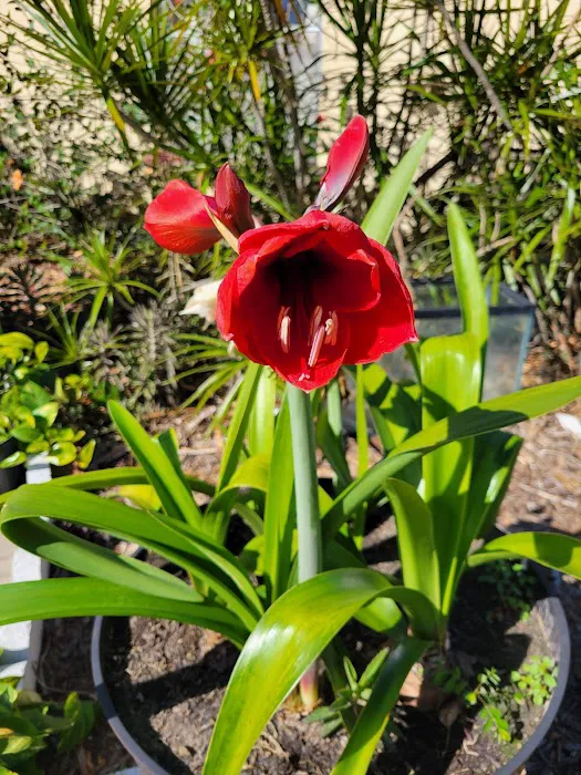 My Business-fish & plants Picture 6