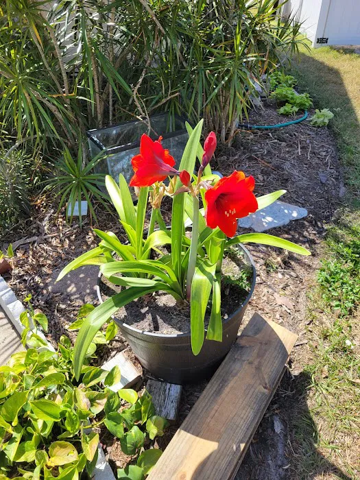 My Business-fish & plants Picture 5