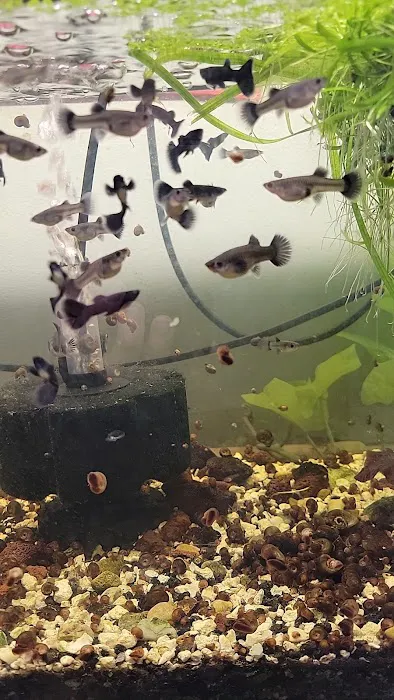 My Business-fish & plants Picture 4