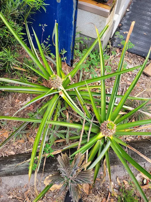 My Business-fish & plants Picture 10