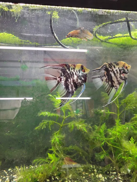 My Business-fish & plants Picture 7