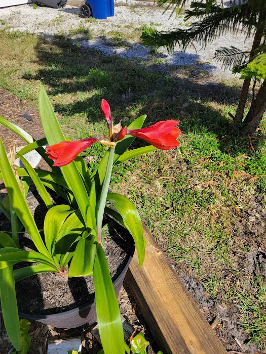 My Business-fish & plants Picture 9