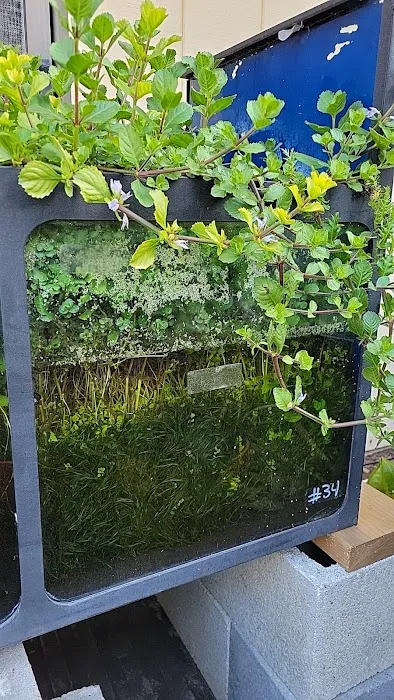 My Business-fish & plants Picture 8