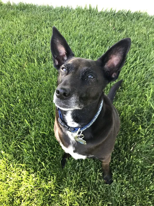 Maynard Veterinary Care Picture 6