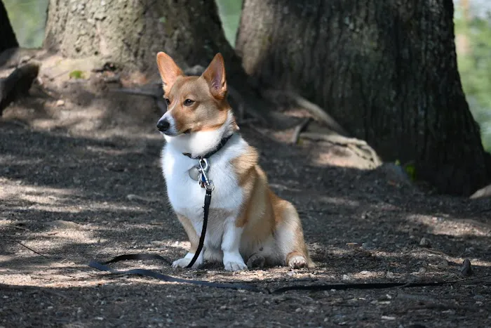 Maynard Veterinary Care Picture 5