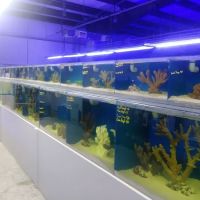 The Coral Corral ico