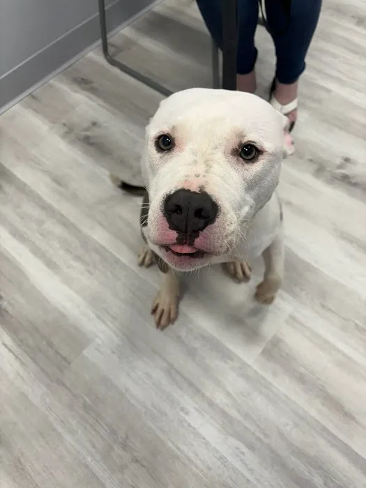 PawsitiveCare INC Picture 6