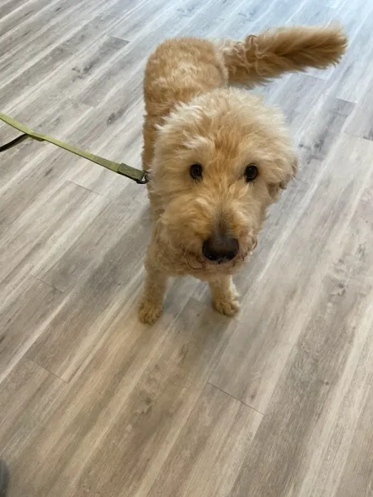 PawsitiveCare INC Picture 9