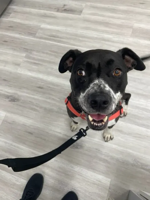 PawsitiveCare INC Picture 10