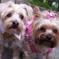 Silk Veterinary Hospital ico