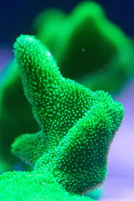 FISH and other ICHTHY stuff Picture 2