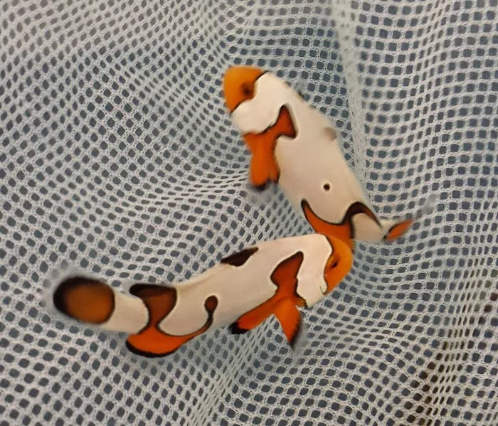 FISH and other ICHTHY stuff Picture 3