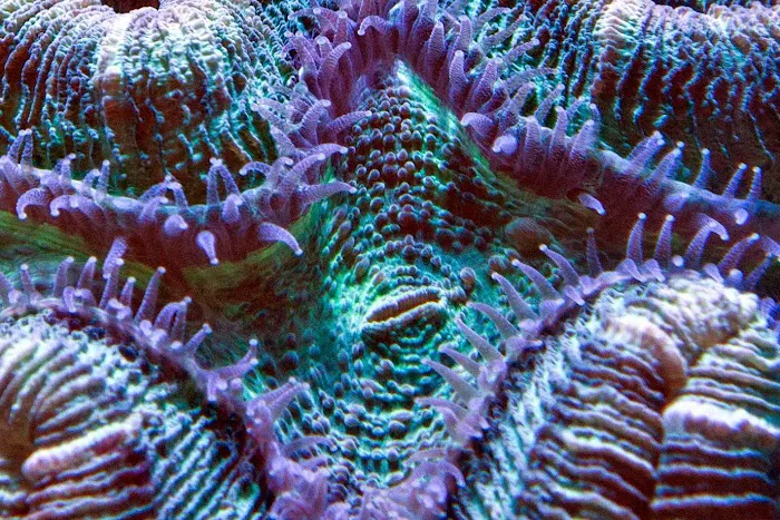 FISH and other ICHTHY stuff Picture 4