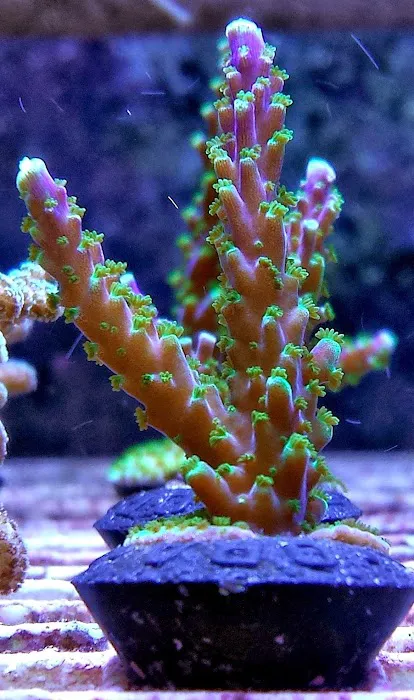 FISH and other ICHTHY stuff Picture 1