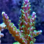 FISH and other ICHTHY stuff