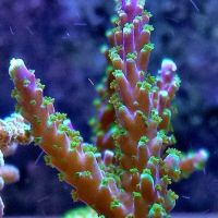 FISH and other ICHTHY stuff ico