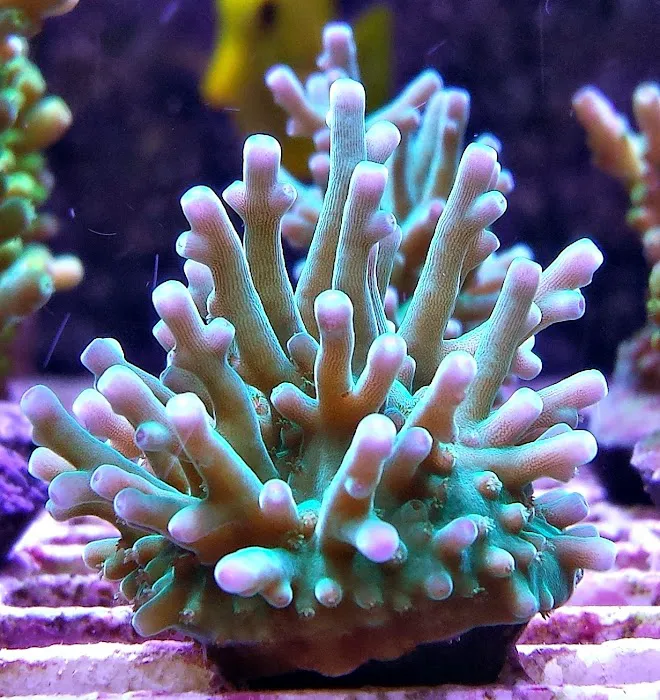 FISH and other ICHTHY stuff Picture 5