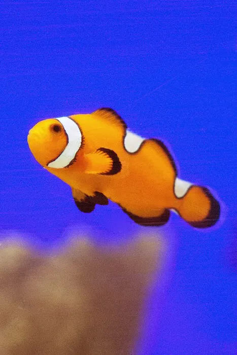 FISH and other ICHTHY stuff Picture 6