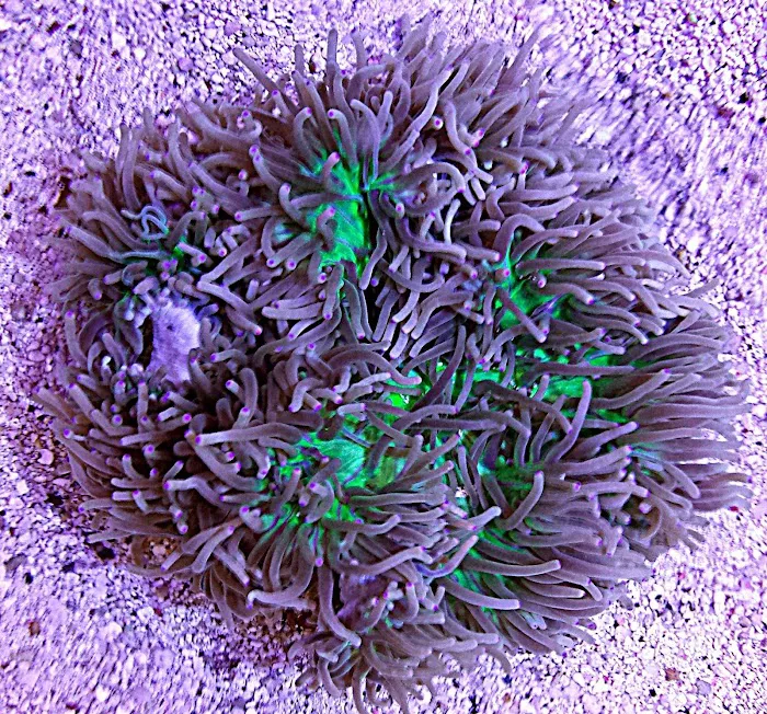 FISH and other ICHTHY stuff Picture 9