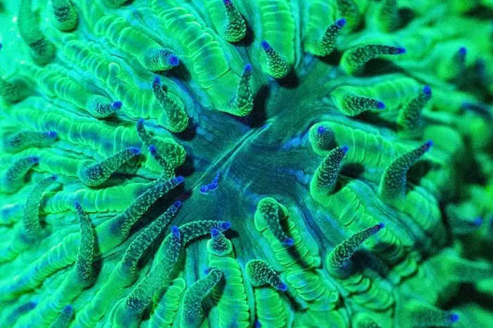 FISH and other ICHTHY stuff Picture 7