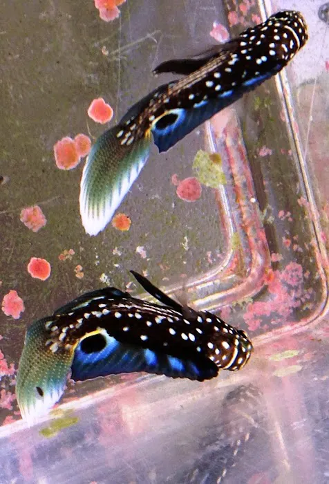 FISH and other ICHTHY stuff Picture 10