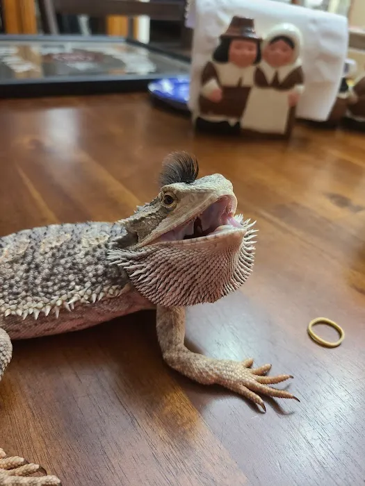 Herp Hobby Shop Reptile Breeding Center Picture 2