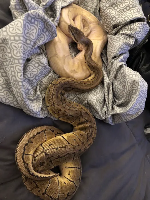 Herp Hobby Shop Reptile Breeding Center Picture 5