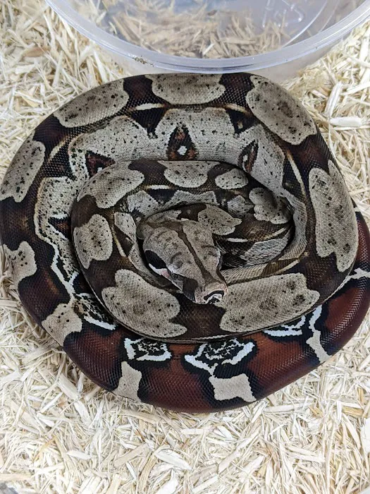 Herp Hobby Shop Reptile Breeding Center Picture 9