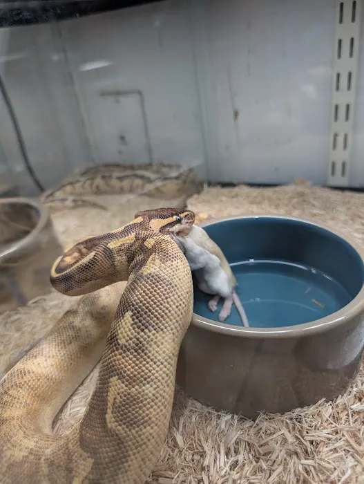 Herp Hobby Shop Reptile Breeding Center Picture 8