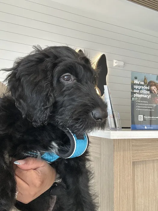 Boston Veterinary Clinic Picture 8