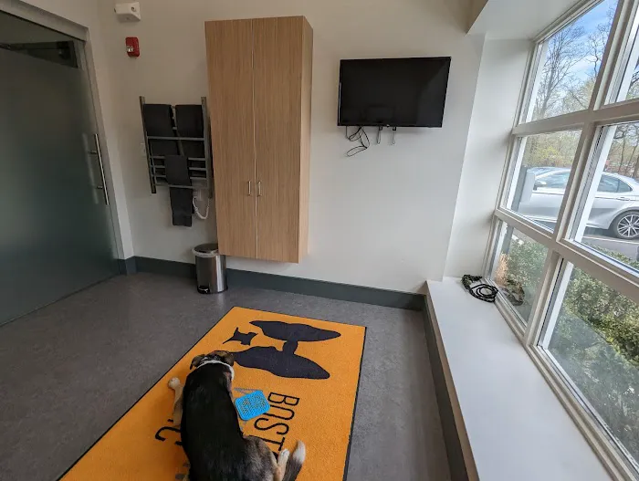 Boston Veterinary Clinic Picture 6