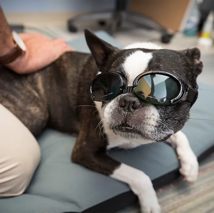 Boston Veterinary Clinic Picture 9