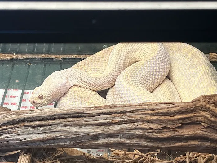 Wild Things Exotic Animals Picture 4