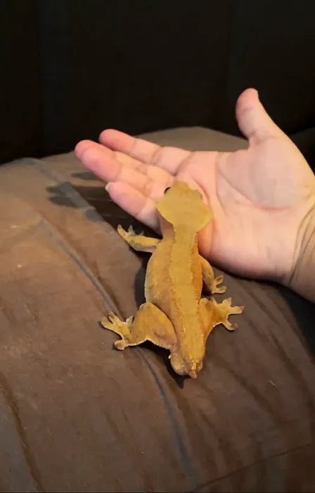 Wild Things Exotic Animals Picture 5