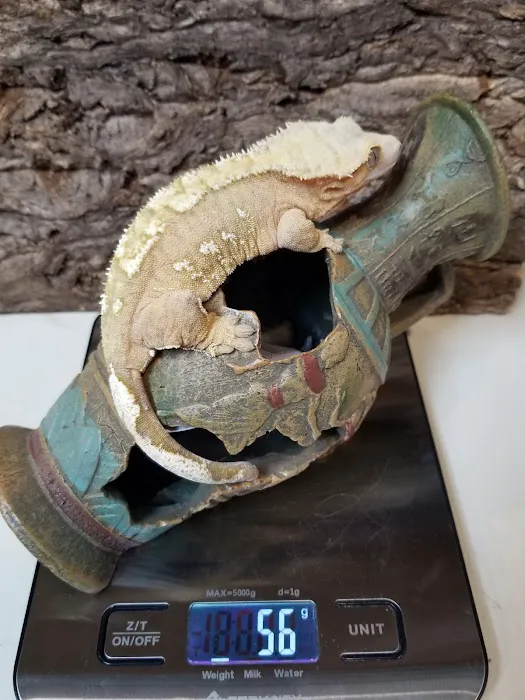 Wild Things Exotic Animals Picture 10