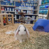 Pet Supermarket ico