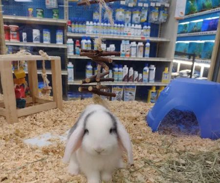 Pet Supermarket