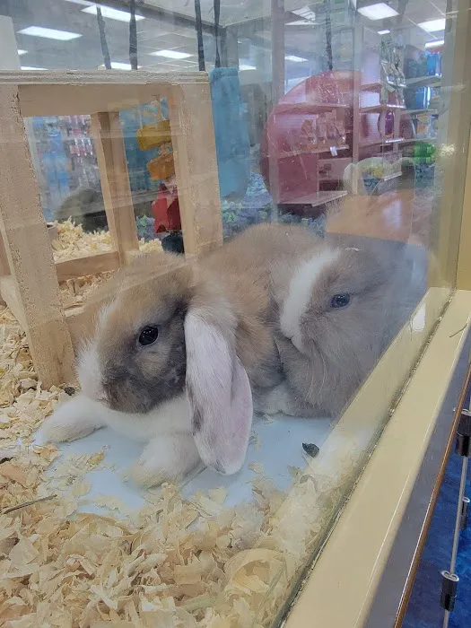 Pet Supermarket Picture 6