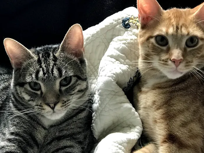 Highland Animal Hospital Picture 4