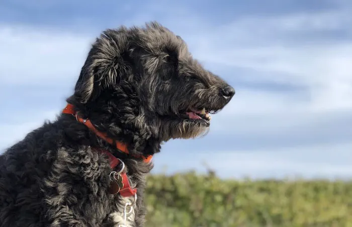 Highland Animal Hospital Picture 7