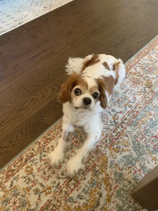 Highland Animal Hospital Picture 9