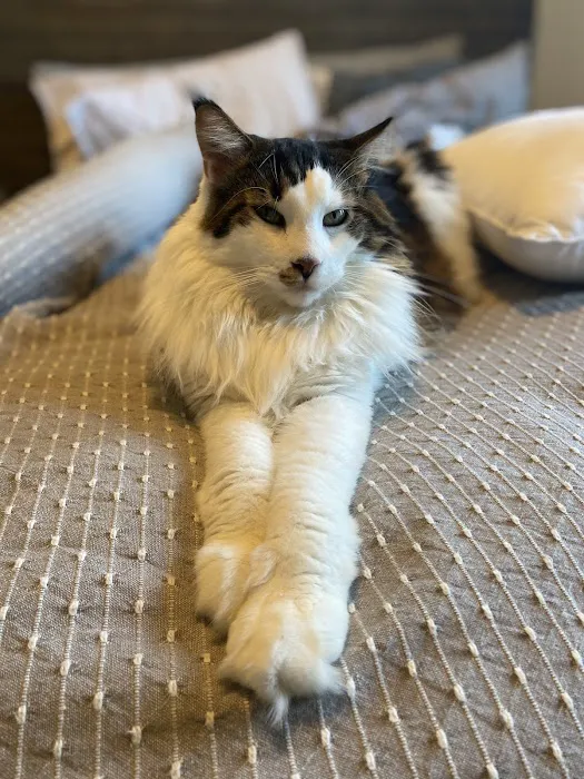 Family Friends Veterinary Hospital Picture 3