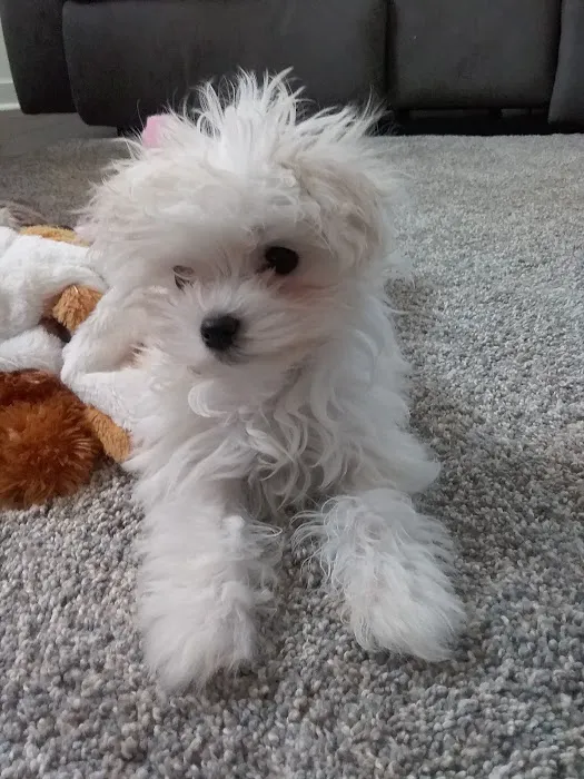 Family Friends Veterinary Hospital Picture 2