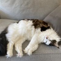 Family Friends Veterinary Hospital ico