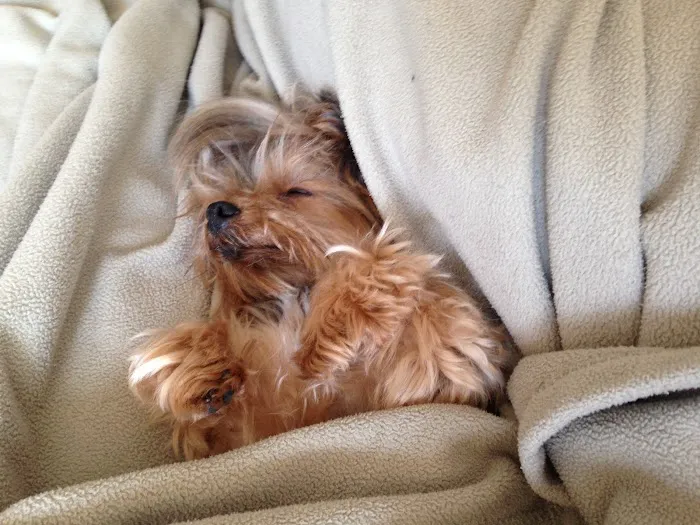 Family Friends Veterinary Hospital Picture 10