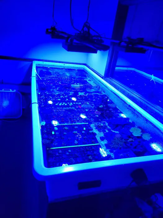 Cardinal Aquariums Picture 6