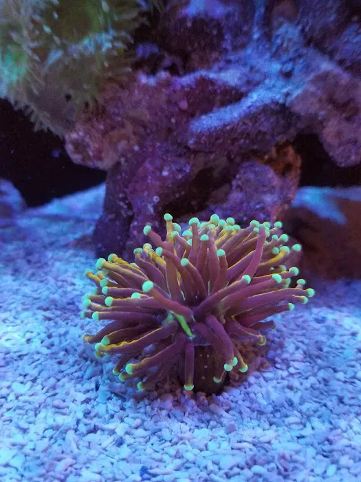 Cardinal Aquariums Picture 8